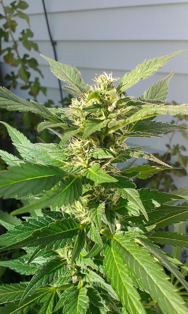 Someday We Will Grow Marijuana Legally In Florida